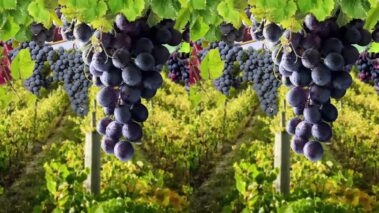 Vino KKO Motion Graphics