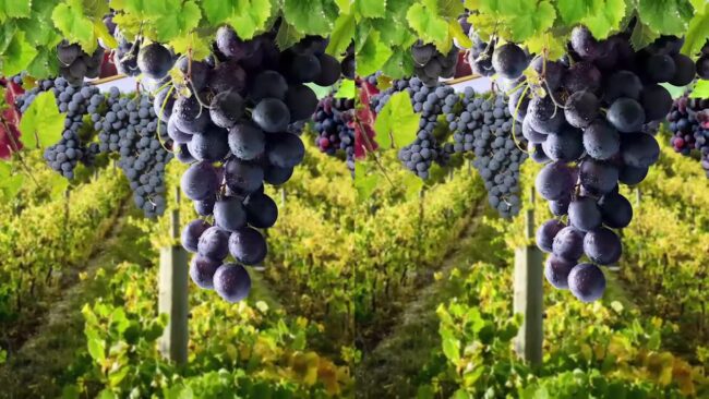 Vino KKO Motion Graphics